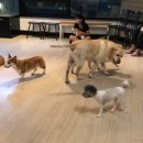 어서오개 네이버블로그