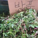 산채상회 이미지