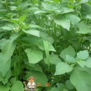 등원1리 이미지