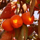 도래미마을 이미지