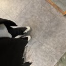 트레졸리 이미지