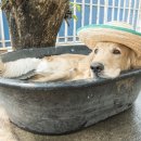 개 최고 이미지