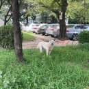 사단법인 한국동물구조관리협회 이미지