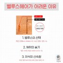 벨루스 헤어 이미지