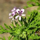 제라늄 (구문초 Geranium Pelargonium inquinans) 이미지