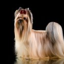 도그살롱 이미지