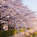 부산삼락벚꽃축제에 대해서 이미지