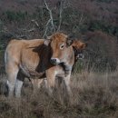 전통민화 이미지