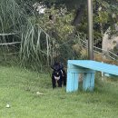 행복 애견방 이미지