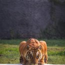 쥐와호랑이
