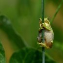 청개구리 이미지