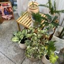 경산꽃집 이미지