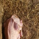 천평농장 이미지