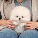 광주강아지분양고양이분양미유펫 - 5255 | 광주강아지분양고양이분양미유펫