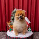 해피일산동구숲속대리점 | 송파 반려동물스튜디오 강아지컨셉사진관 해피모먼트