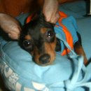 루비애견 이미지