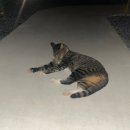 푸레 | 제주 감성숙소 | 나만 알고 싶은 숙소 _ 푸레 pulae2 후기