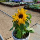 해바라기어린이집마당 이미지