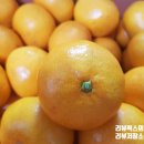 효돈동-3 | 제주 서귀포시 효돈감귤 다우렁 5Kg 맛 가격 온브릭스감귤 타이벡감귤 차이점