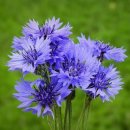 정원행정사 이미지