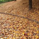 팽성레포츠공원 이미지