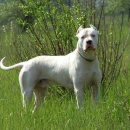 도고(DOGO) 이미지