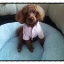 코오롱애견 이미지