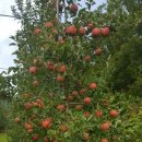 장한농장 이미지