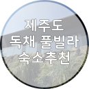 신상로 | 제주도 애월 숙소 추천, 40평 독채 브리드앤스톤 내돈내산 후기!