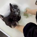 뽀도독 | 금천구애견미용실 추천 프렌치불독 애견스파 뽀도독