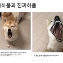 진짜 이미지