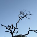 보츠와나 여행(초베) Day2 올데이투어/리버크루즈/사파리후기