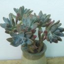 꽃님이네 이미지