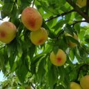 고죽1리 이미지