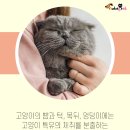 부비부비 이미지