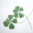 네잎클로버 이미지