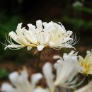 9월 1일 장항 보랏빛 맥문동 솔숲, 변산 마실길과 내소사 노랑 상사화 물결(출발) 이미지
