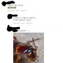 (벌레사진 주의) 고양이 츄르에서 바퀴벌레와 흡사한 벌레가 나왔습니다. 이미지