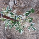 3형제농장 이미지