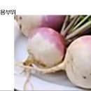 339 순무, Turnip 이미지