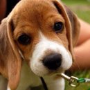 강아지영토 이미지