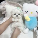 멜로디펍스 | 대구애견 미니 사이즈 귀여운 강아지 보고왔어요