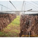 대정농장 이미지