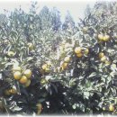 수산2농장 이미지