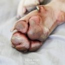 개발바닥 이미지