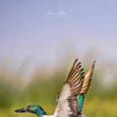 Common Shoveler. 이미지