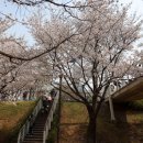 서울숲 생태숲 화장실 | 서울숲 벚꽃 후기 / 생태숲 다리 포토존