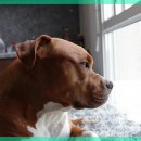 라비동물병원 이미지