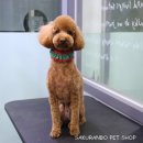 사쿠란보애견샵 부산대점 이미지