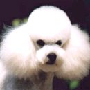 강아지그림 이미지